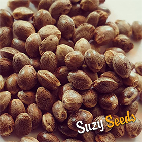 Cannabis Seeds