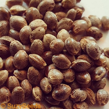 Feminized & Autoflowering Cannabis Seeds 