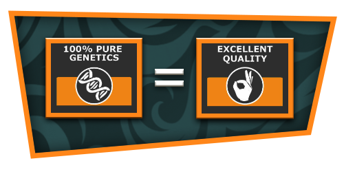 Quality & Pure Genetics Guaranteed
