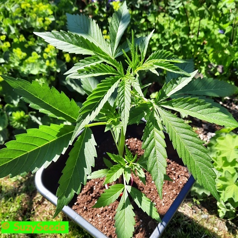 Bubble Gum Autoflower