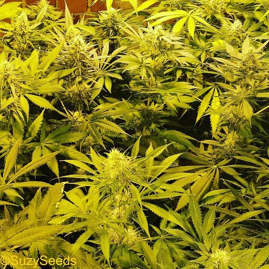 OG Kush en Interieur