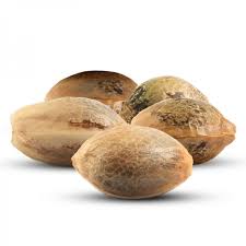 Golden tips for buying cannabis seeds